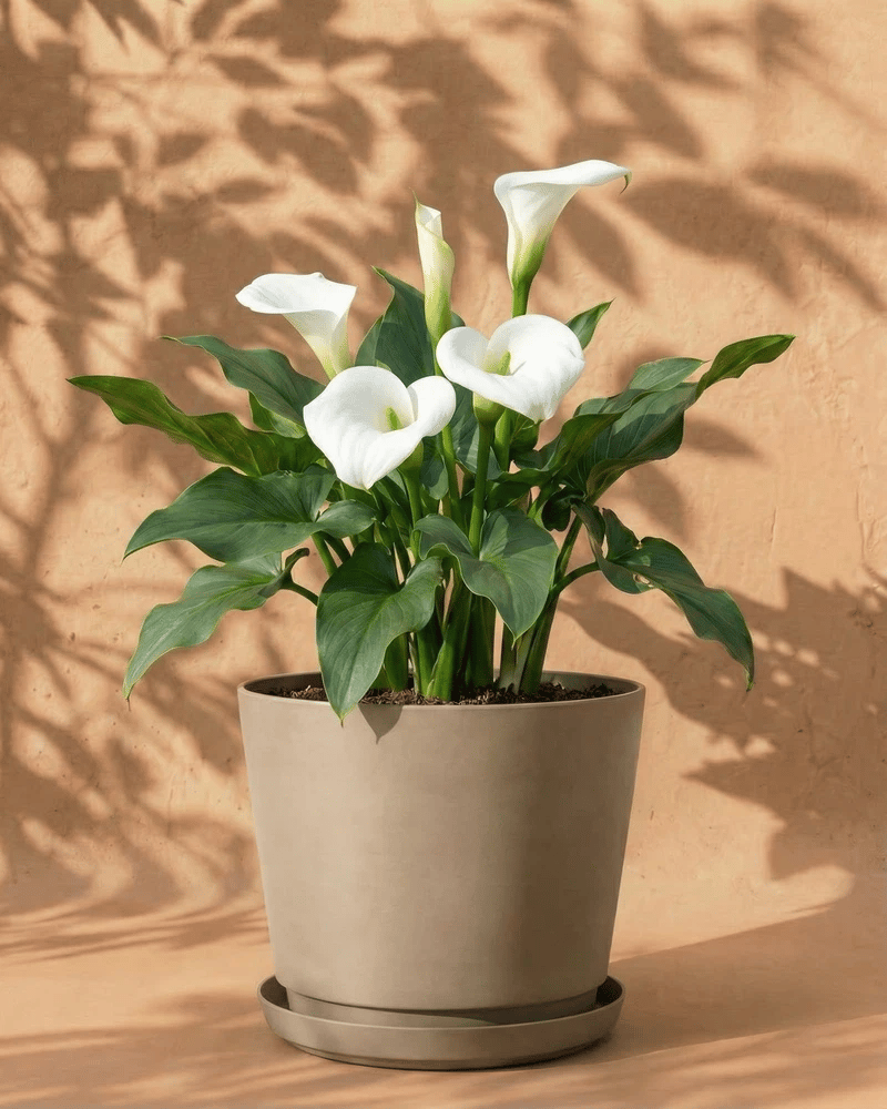 feey-calla-wei-zantedeschia-rhizome-au-enpflanze image 8