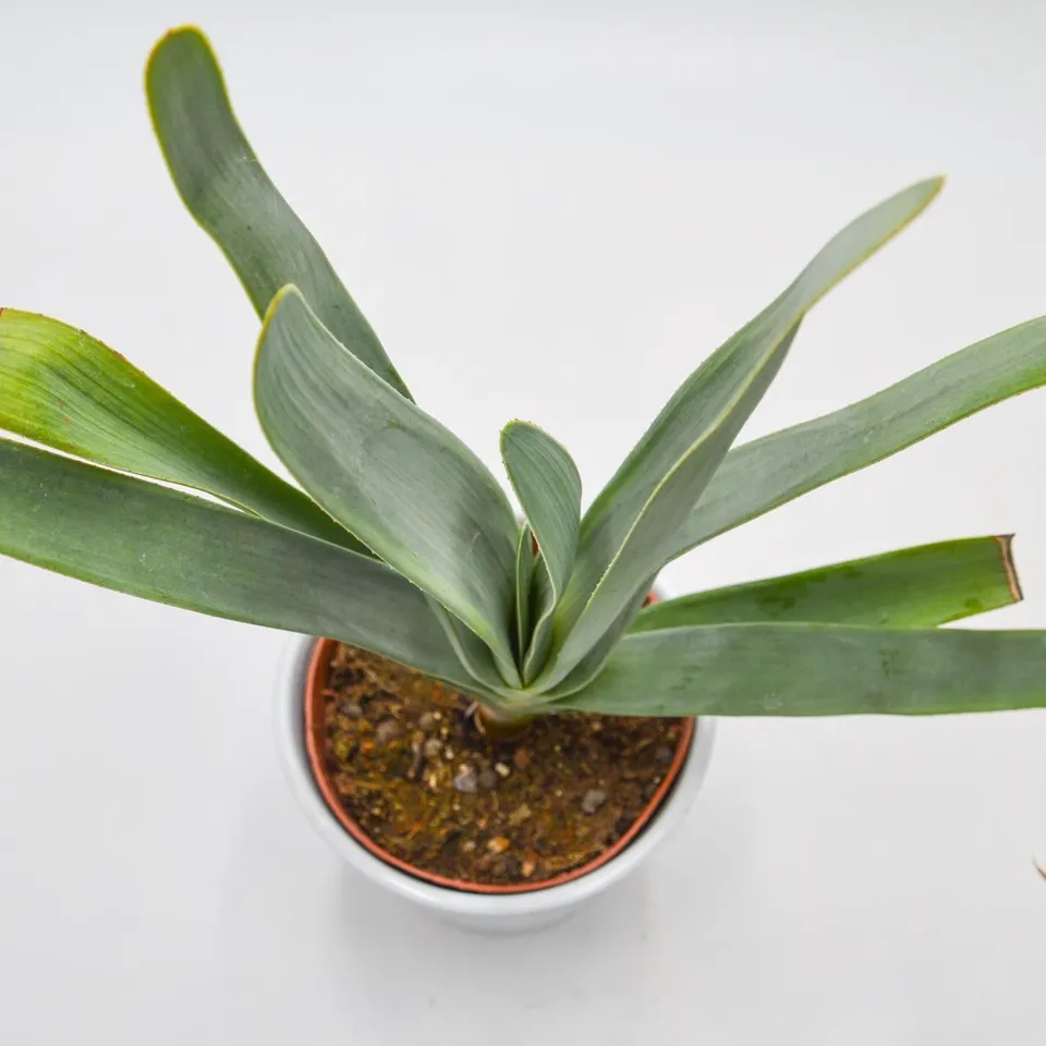pasiora-aloe-plicatilis-12cm-f-cher-aloe image 1
