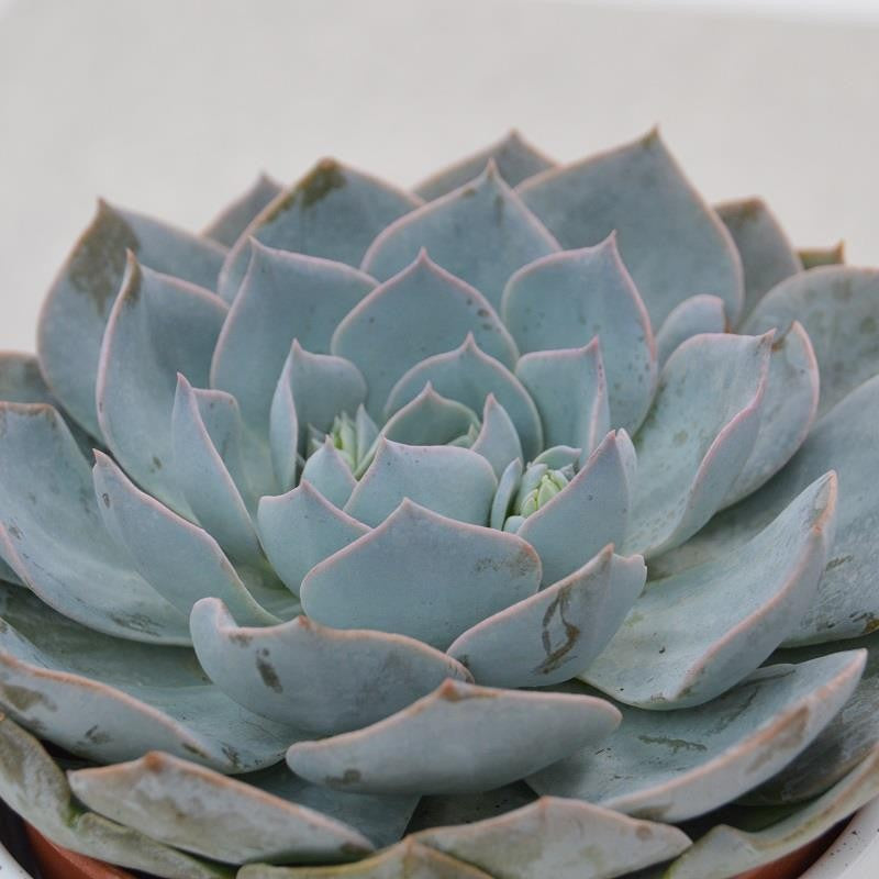 pasiora-echeveria-branco-sukkulente-im-12cm-topf image 1
