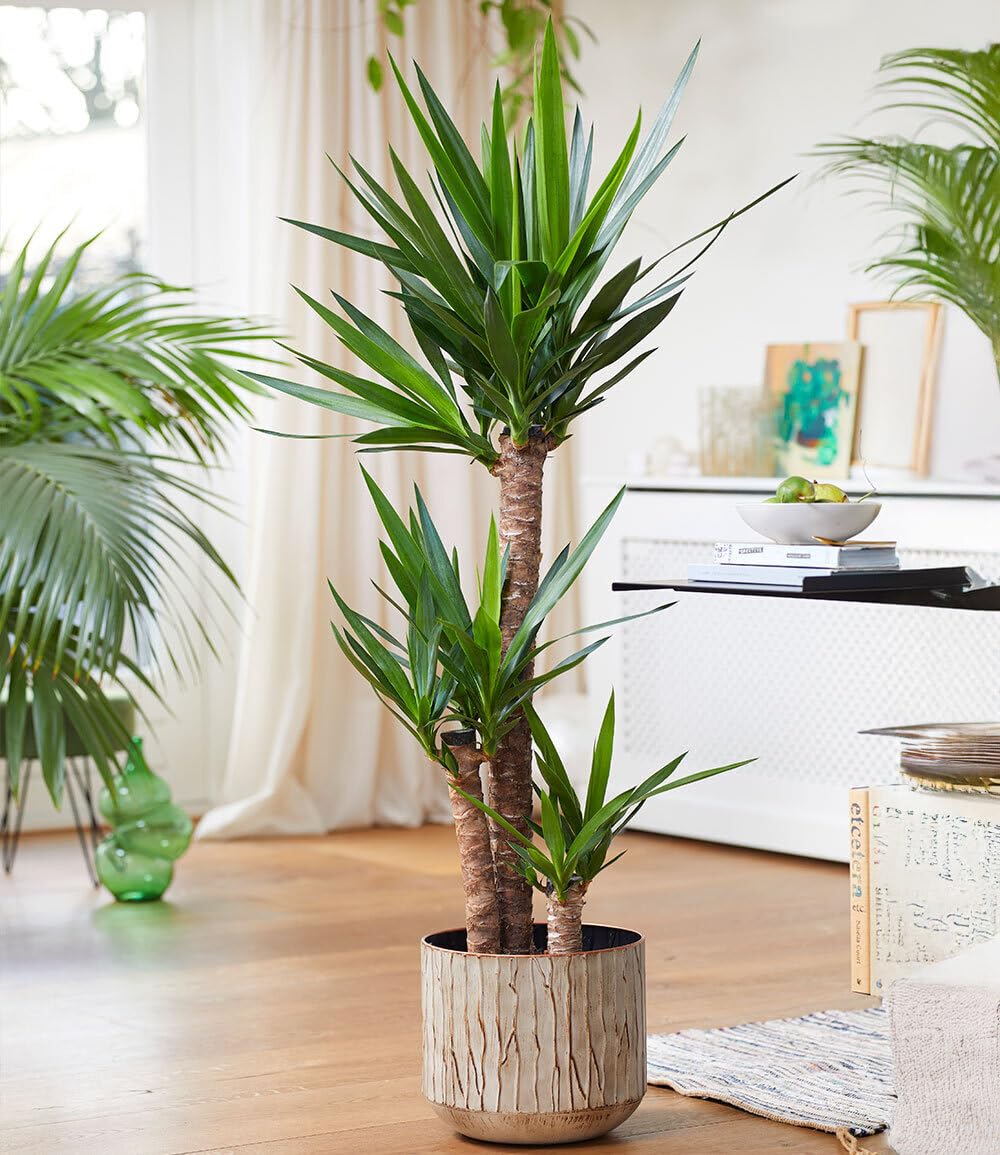 baldur-garten-yucca-palme-im-26-cm-topf-ca-120-cm-hoch image 1