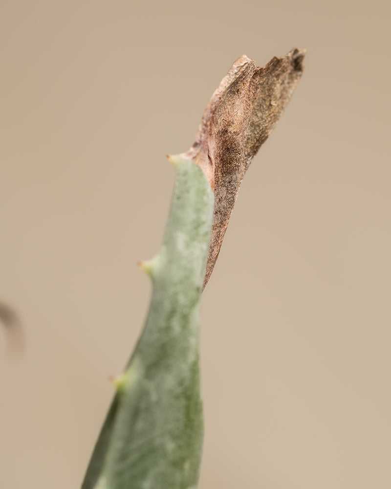 feey-echte-aloe-vera-duo-2-pflanzen-pflegeleichte-sukkulente image 5