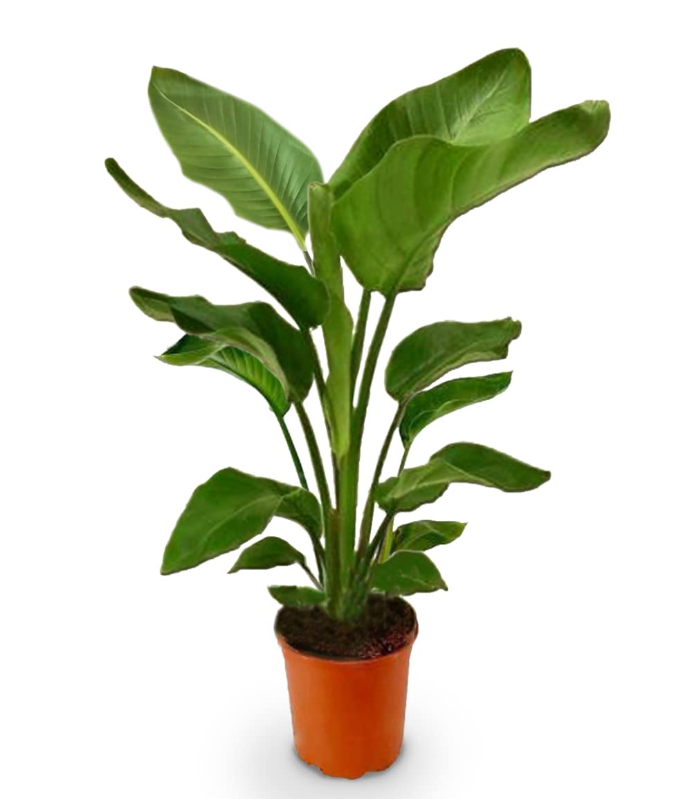 baldur-garten-baumstrelitzie-nicolai-zimmerpflanze-im-19-cm-topf-ca-90-cm image 3