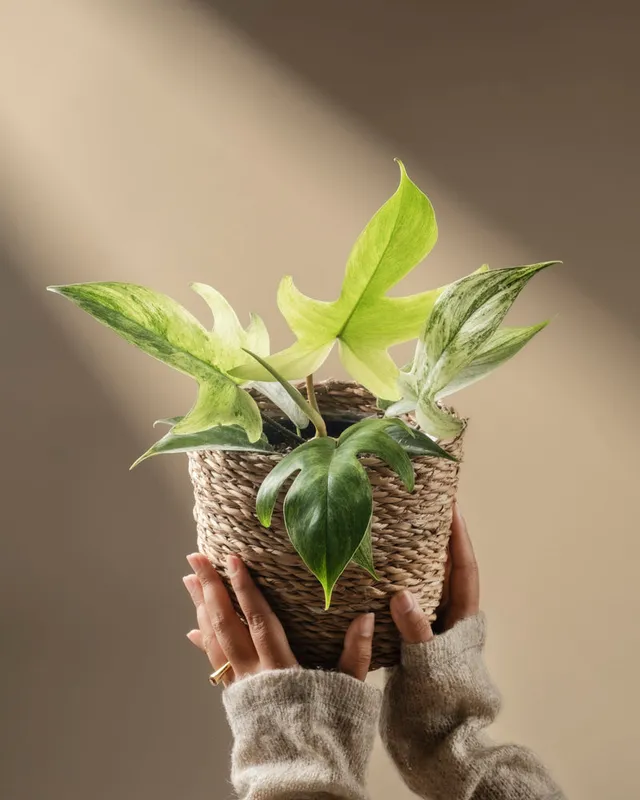 feey-philodendron-florida-ghost-rarit-t image 1