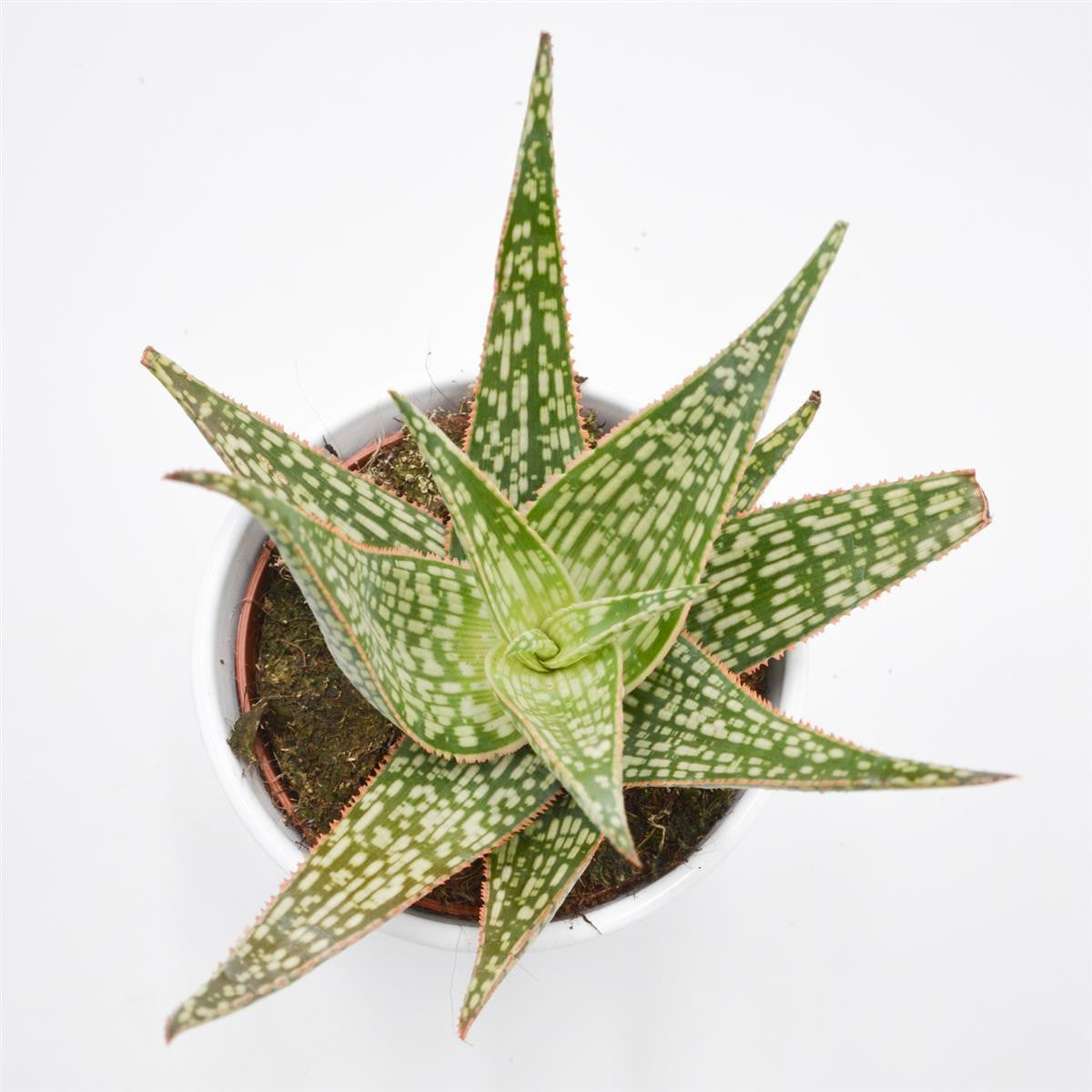 pasiora-aloe-carola-10-5cm-sukkulente image 2