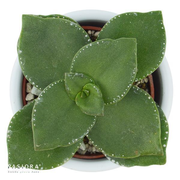 pasiora-konnichiwa-kalanchoe-sukkulenten-set-5-st-ck-6cm image 6