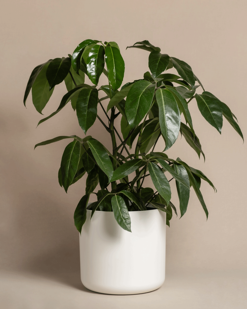 feey-schefflera-amate-strahlenaralie-gro-e-zimmerpflanze image 5