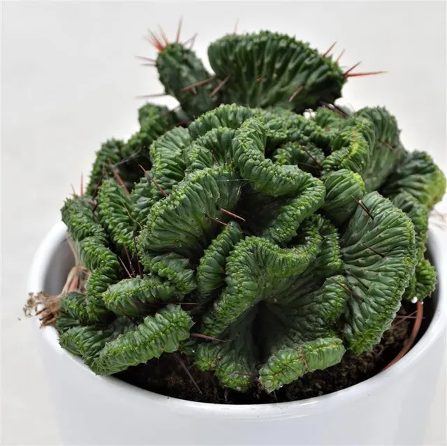 pasiora-euphorbia-enopla-f-cristata-sukkulente-10-5cm image 1