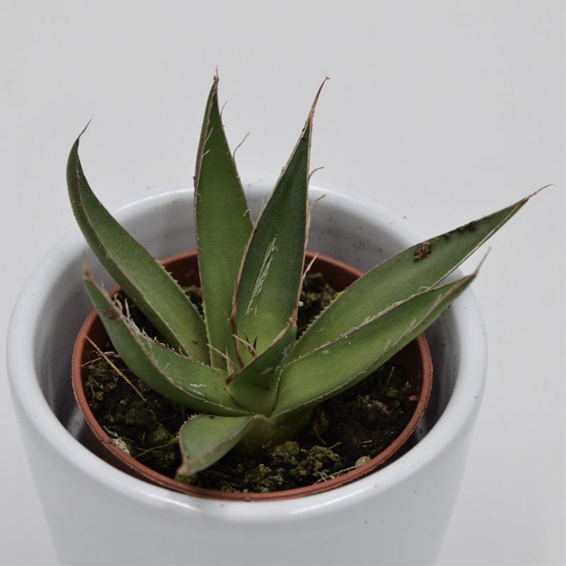 pasiora-agave-filifera-faden-agave-sukkulente-5-5-cm-topf image 1