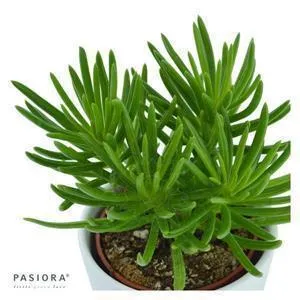 pasiora-senecio-barbertonicus-himalaya-greiskraut-im-6cm-topf image 1