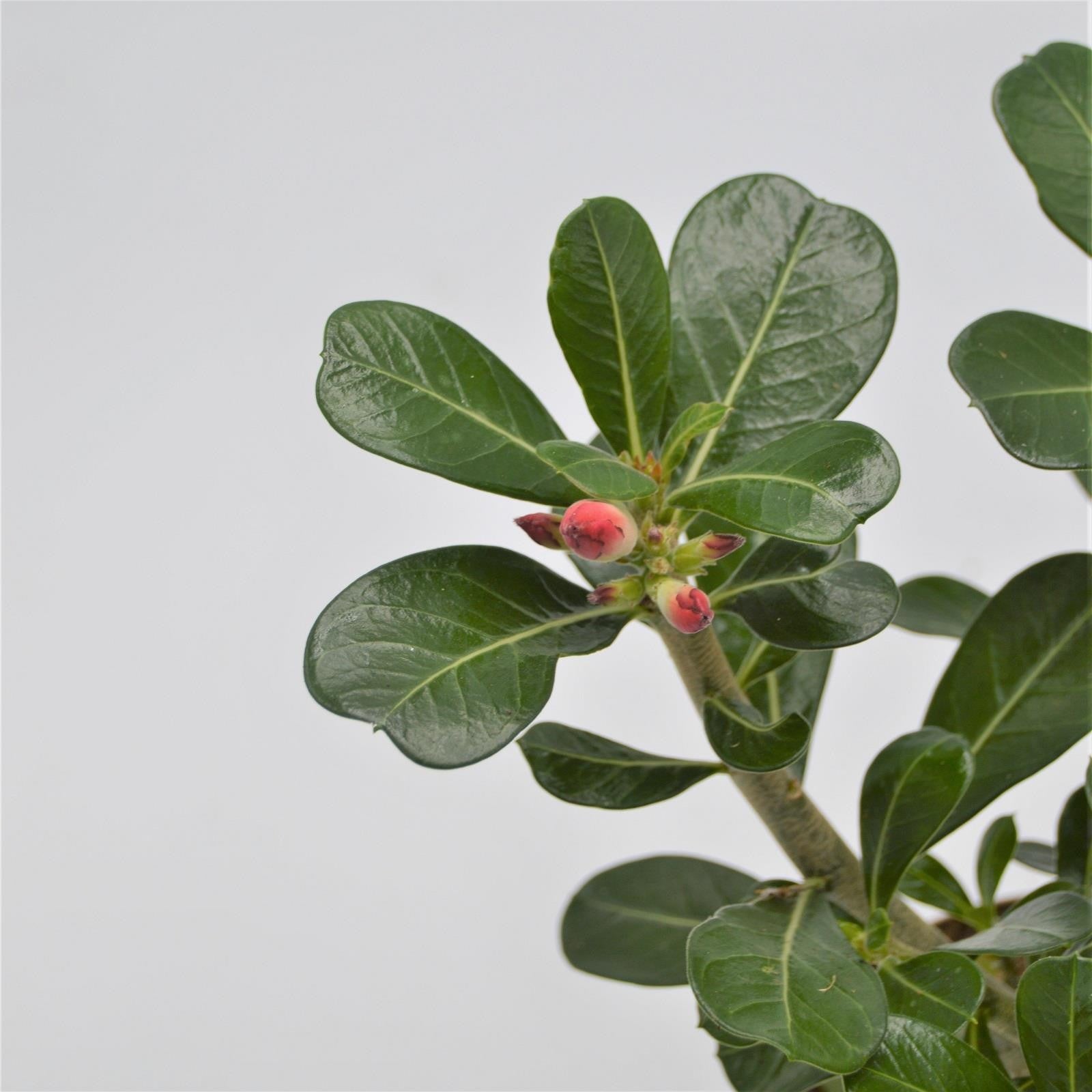 pasiora-adenium-obesum-anouk-w-stenrose-12cm-topf image 2