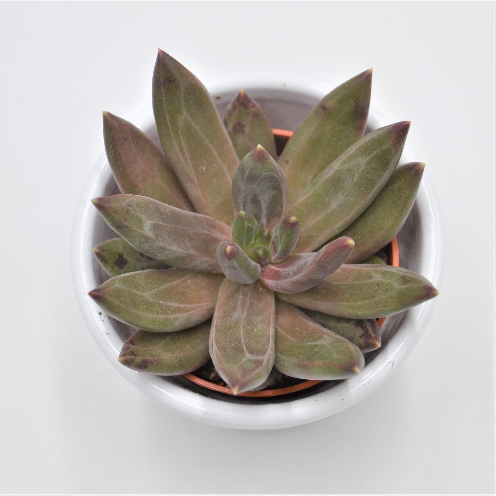 pasiora-x-pachyveria-izar-hybrid-sukkulente-5-5cm-topf image 1