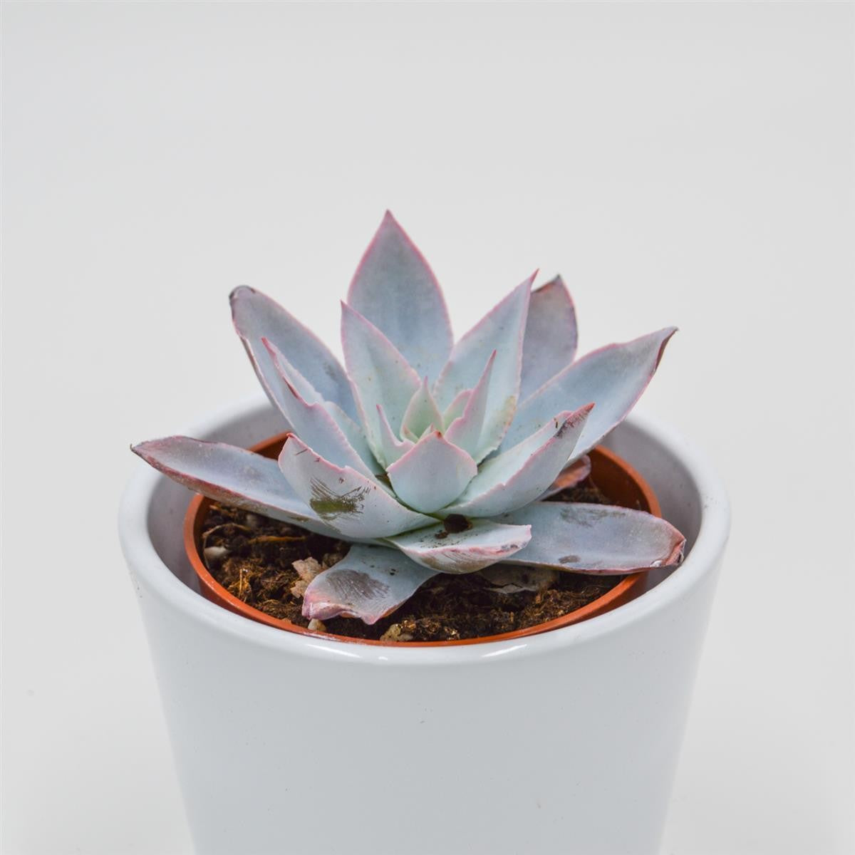 pasiora-echeveria-cante-rosetten-sukkulente-8-5cm-topf image 2