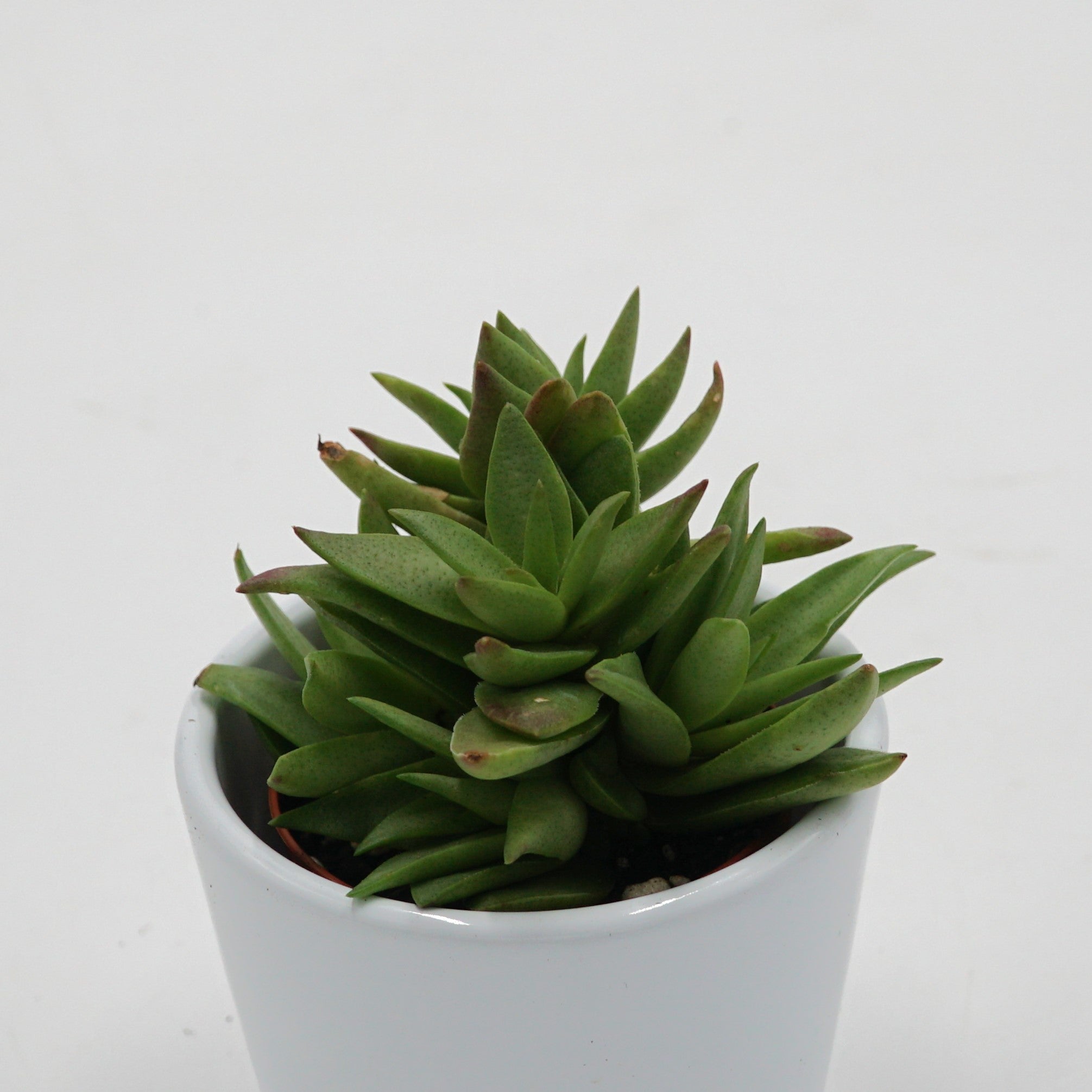 pasiora-crassula-capitella-dickblatt-sukkulente-5-5cm image 2