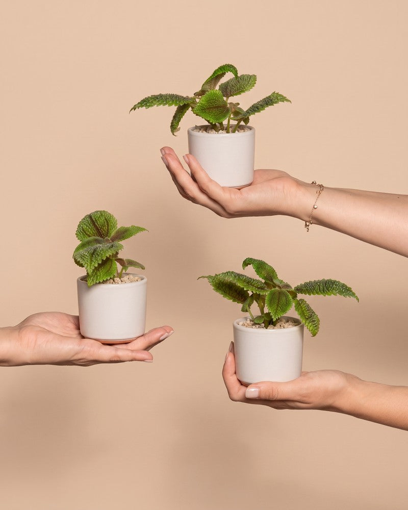 feey-baby-pilea-moon-valley-3er-set image 1