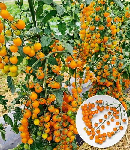 baldur-garten-snack-tomate-perlino-gelb-2-pflanzen-im-10-5-cm-topf image 4