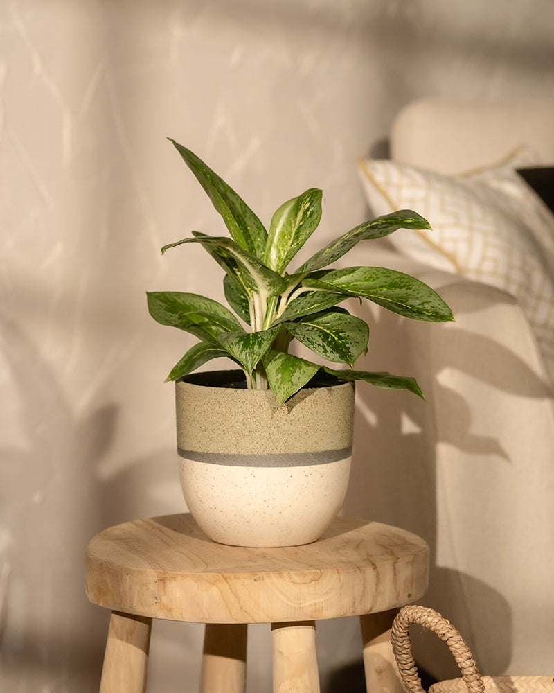 feey-aglaonema-lemon-mint-kolbenfaden image 4