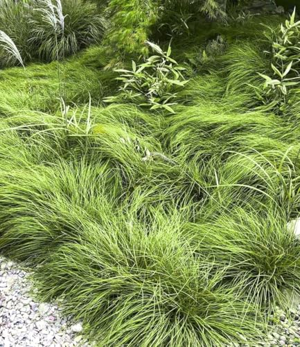 baldur-garten-gr-ser-teppich-carex-remota-15x-im-9x9-cm-topf image 5