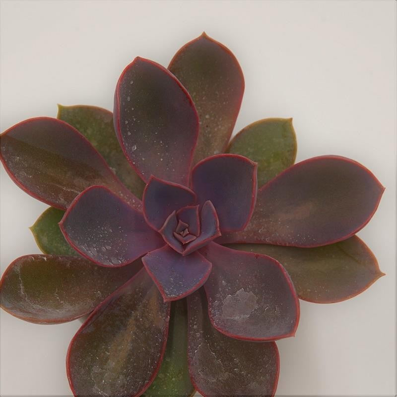 pasiora-echeveria-purple-pearl-sukkulente-6cm-topf image 1