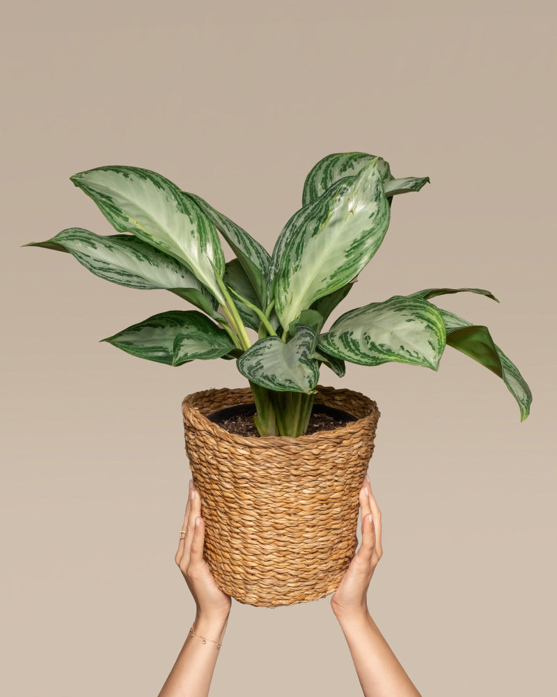 feey-aglaonema-silver-bay-zimmerpflanze image 1