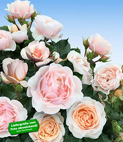 baldur-garten-parfum-rose-jardin-des-tuileries-1-pflanze-wurzelnackt image 5
