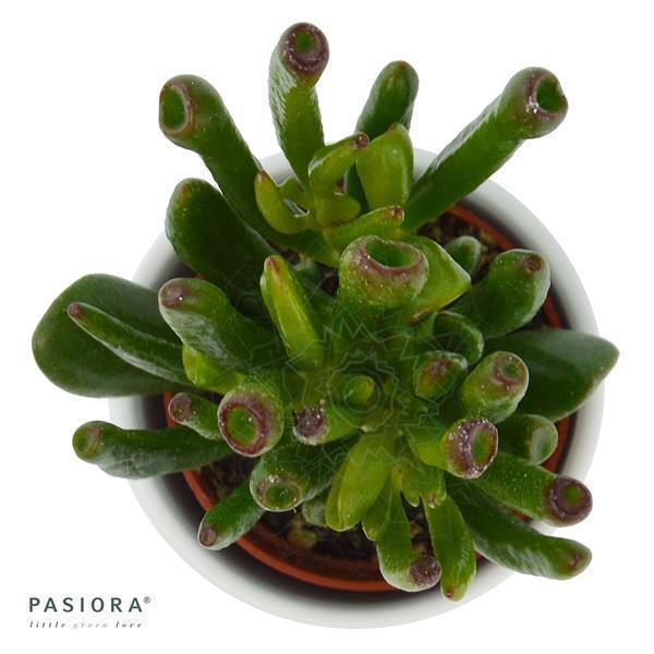 pasiora-crassula-ovata-coral-geldbaum-sukkulente-6cm image 1