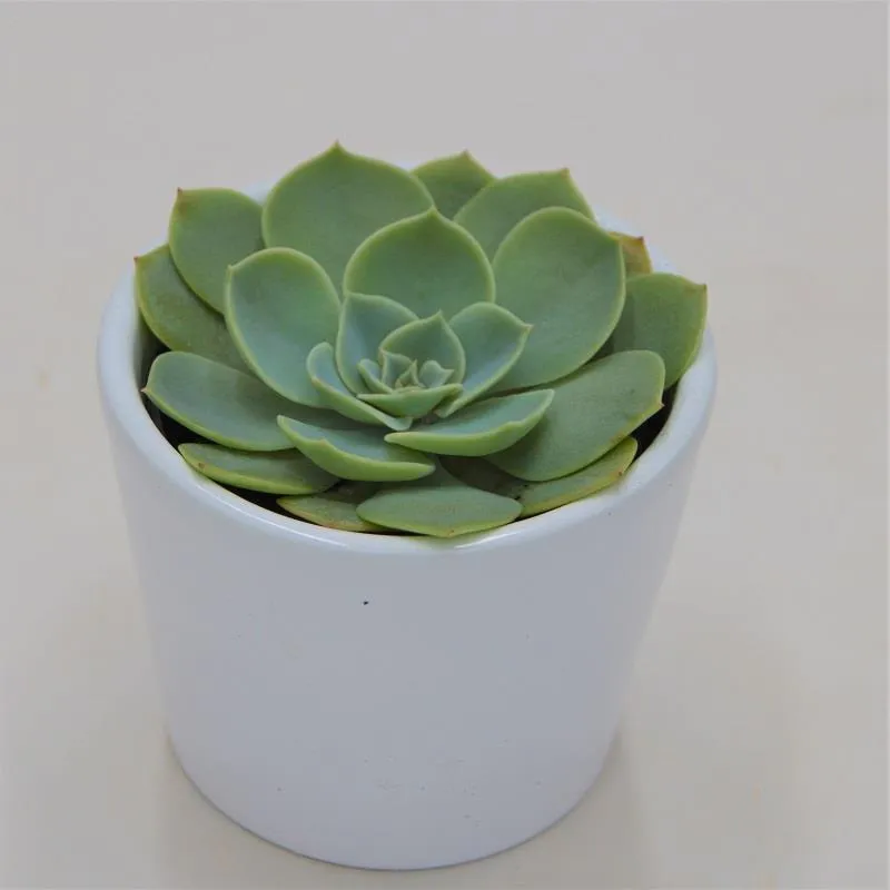 pasiora-echeveria-glauca-sukkulente-6-cm-topf image 1
