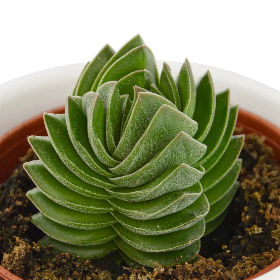 pasiora-crassula-buddha-s-temple-sukkulente-6cm-topf image 1