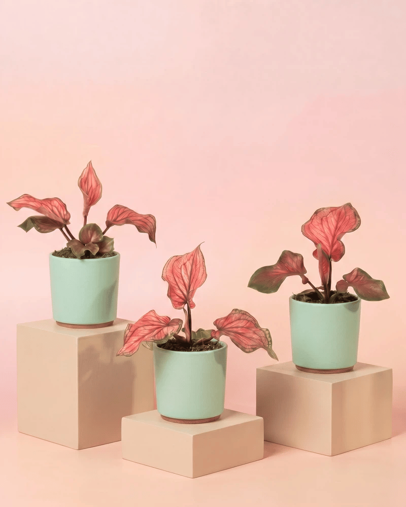 feey-baby-caladium-lucia-3er-set-mini-pflanzen-pink image 7