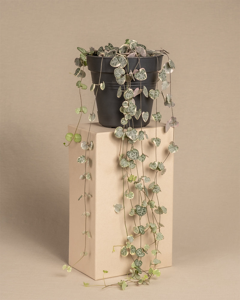 feey-leuchterpflanze-pink-variegata-ceropegia-woodii image 3
