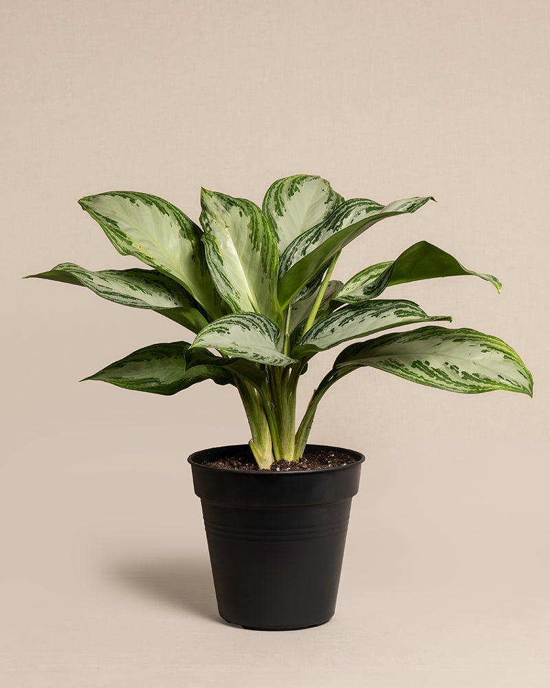 feey-aglaonema-silver-bay-zimmerpflanze image 3