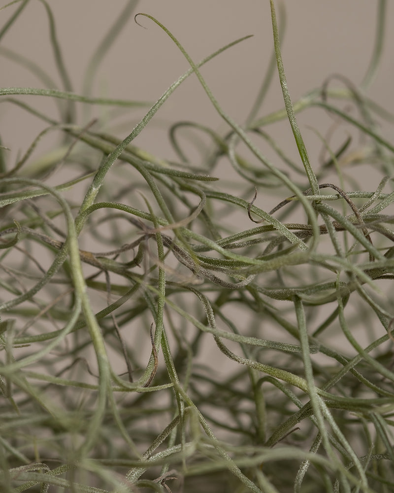 feey-spanisches-moos-tillandsia-usneoides-klein image 6