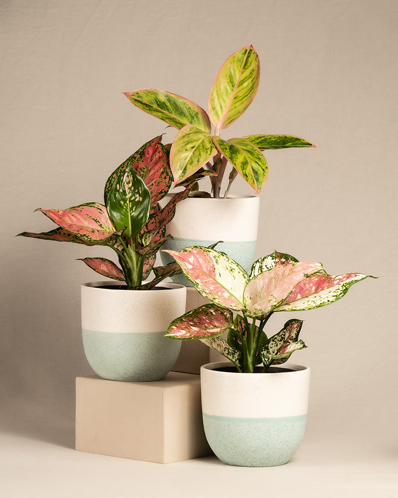 feey-buntes-aglaonema-trio-3x-zimmerpflanze image 5