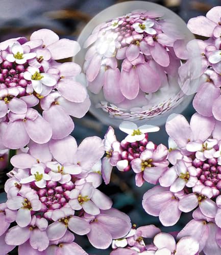 baldur-garten-3x-bodendecker-mazus-reptans-lippenm-ulchen-im-9x9-cm-topf image 6