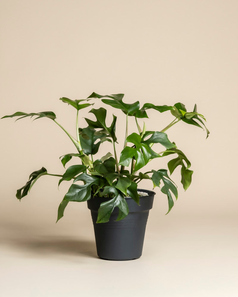 feey-monstera-minima-rhaphidophora-tetrasperma-zimmerpflanze image 3