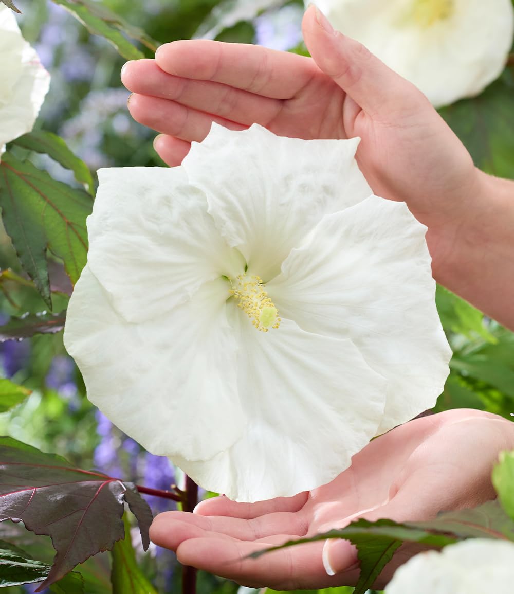 baldur-garten-hibiskus-carousel-ghost-strauch-pflanze-im-9x9-cm-topf image 1