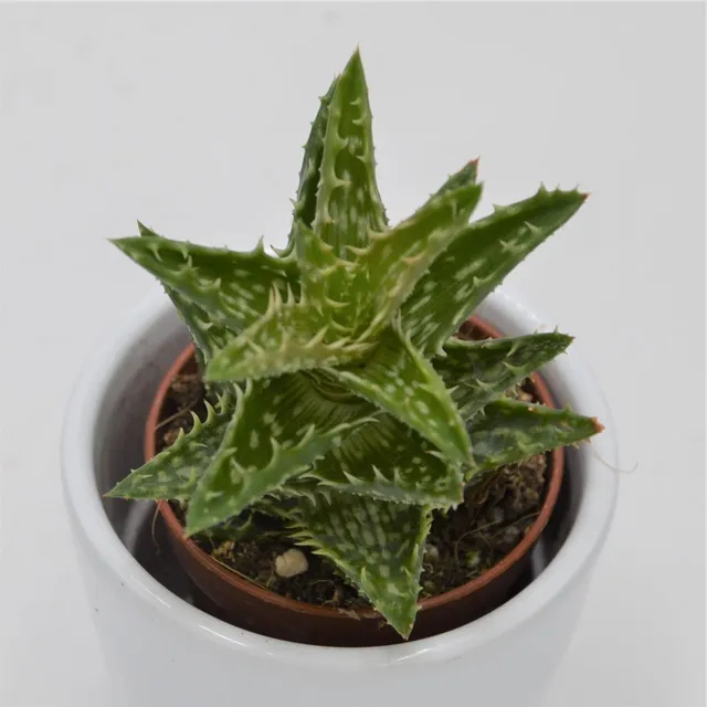 pasiora-aloe-juvenna-sukkulente-5-5-cm-topf image 1