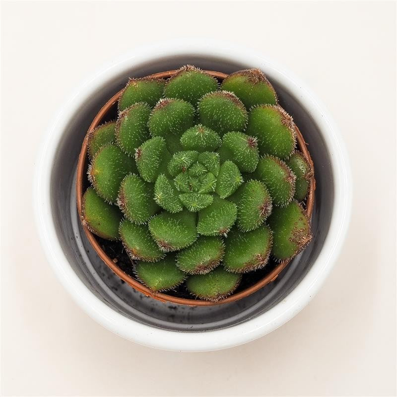 pasiora-echeveria-fantasia-carol-sukkulente-5-5-cm-topf image 2