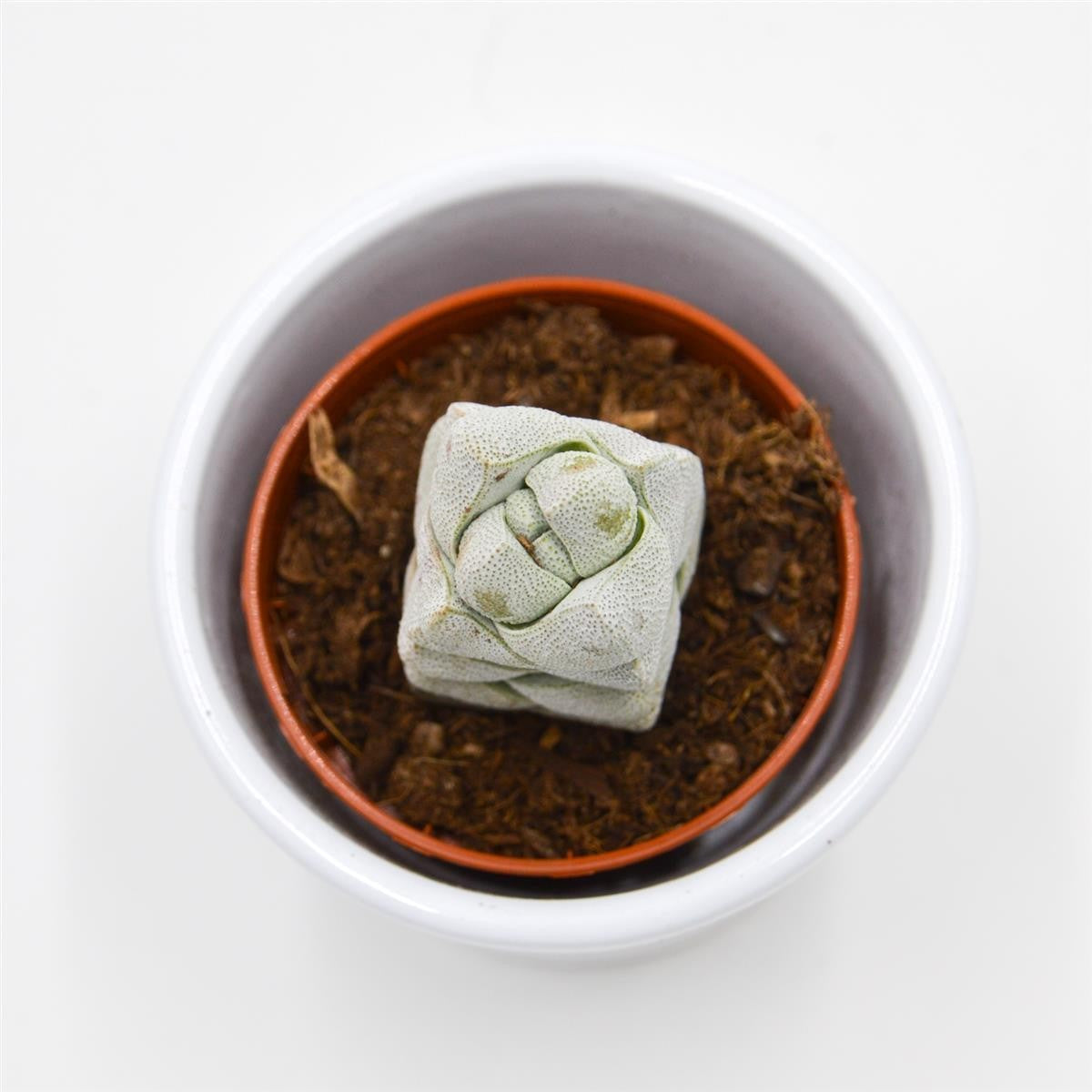 pasiora-crassula-moonstone-sukkulente-5-5cm-topf image 2