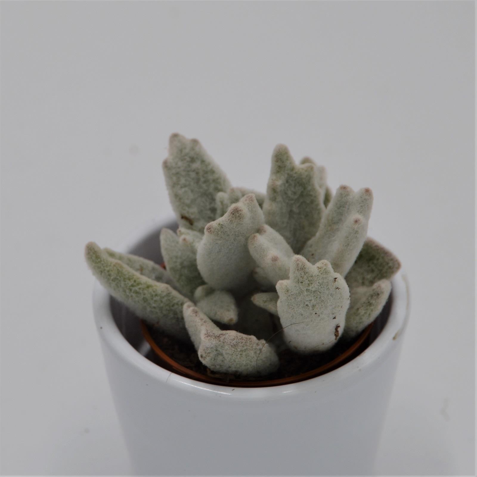 pasiora-kalanchoe-eriophylla-sukkulente-5-5-cm-topf image 2