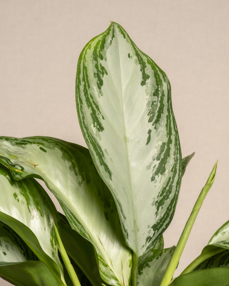 feey-aglaonema-silver-bay-zimmerpflanze image 2