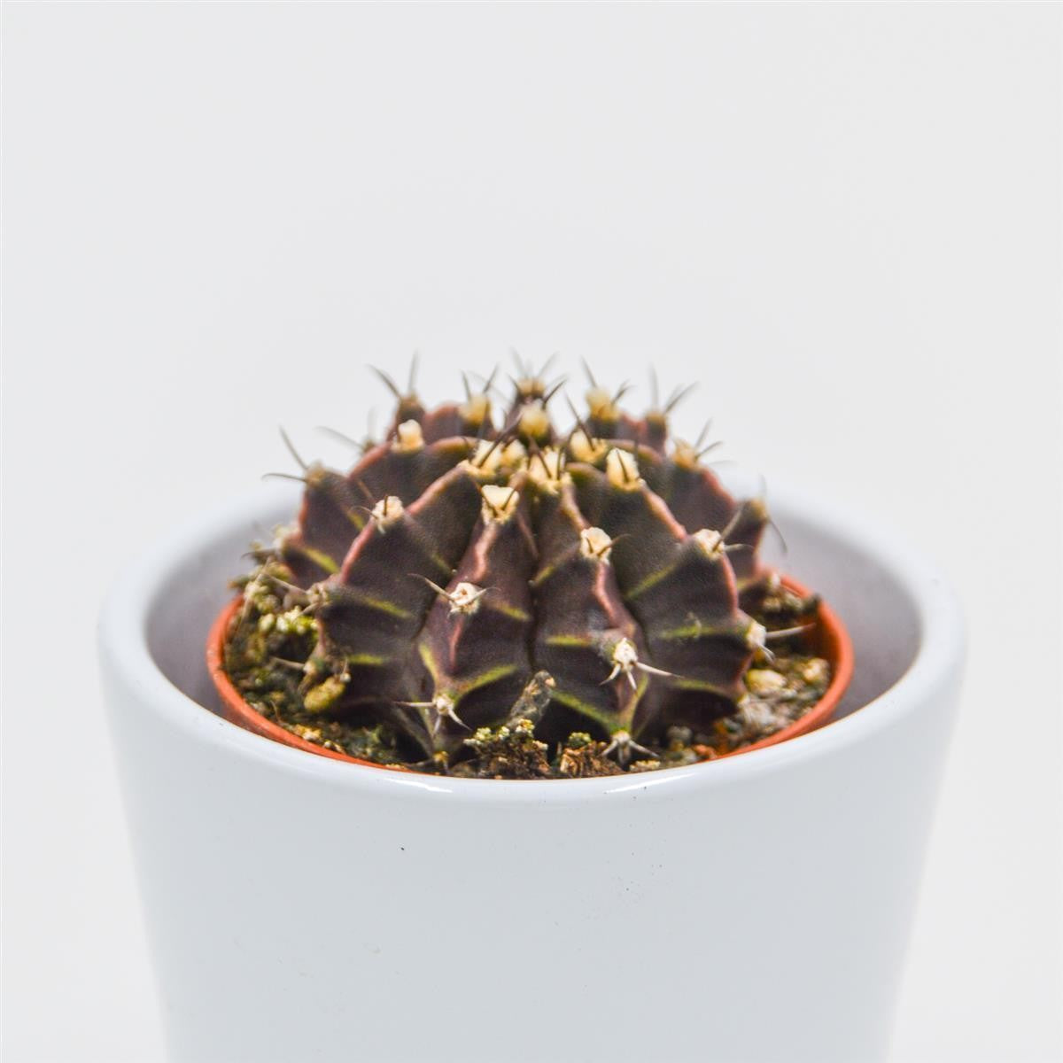 pasiora-gymnocalycium-friedrichii-kaktus-5-5-cm-topf image 1