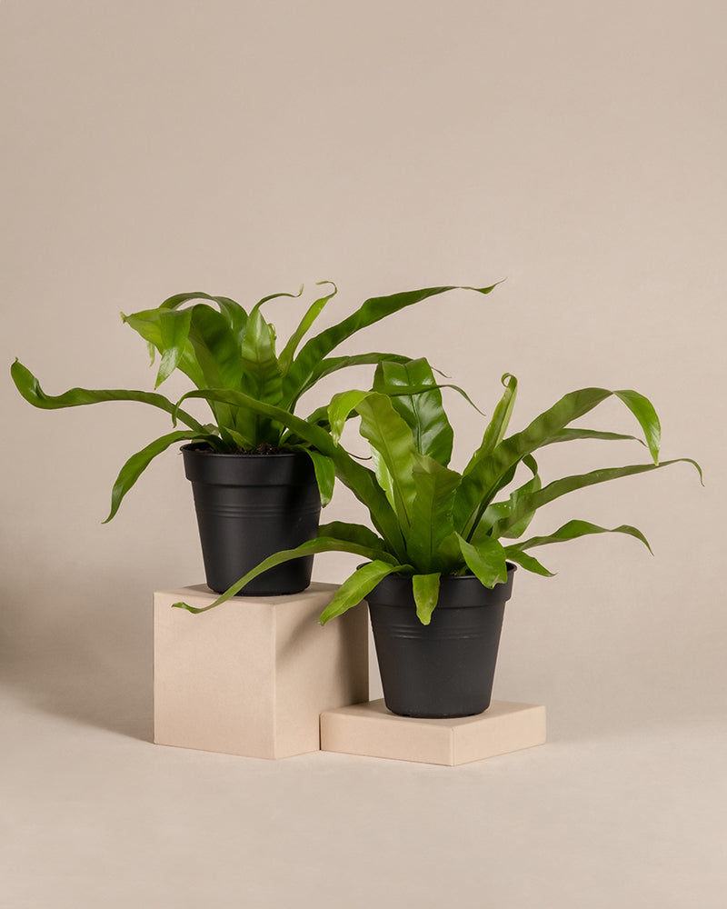 feey-kleines-nestfarn-duo-2er-set-zimmerpflanzen image 3
