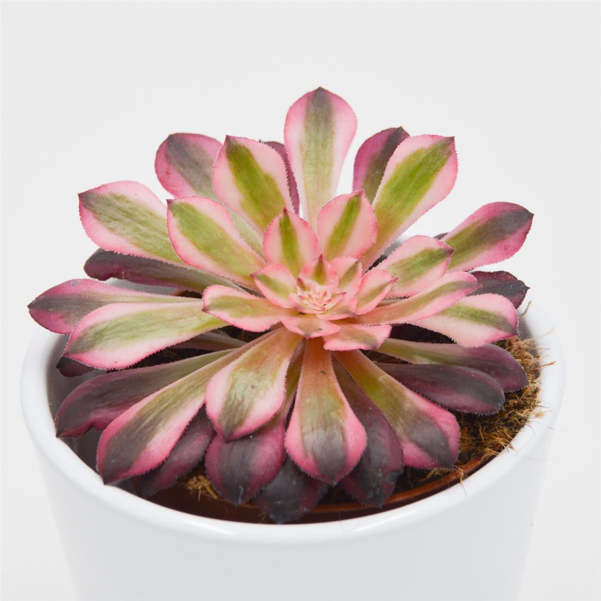 pasiora-aeonium-red-copper-rosetten-dickblatt-8-5cm-topf image 2