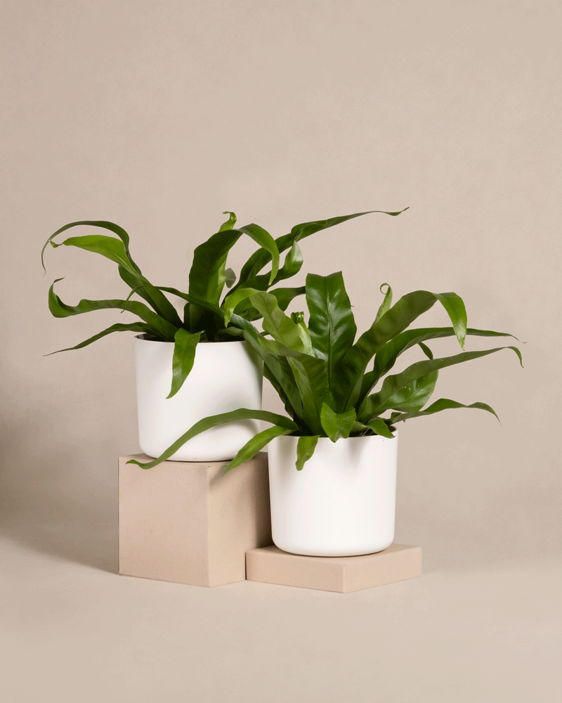 feey-kleines-nestfarn-duo-2er-set-zimmerpflanzen image 8