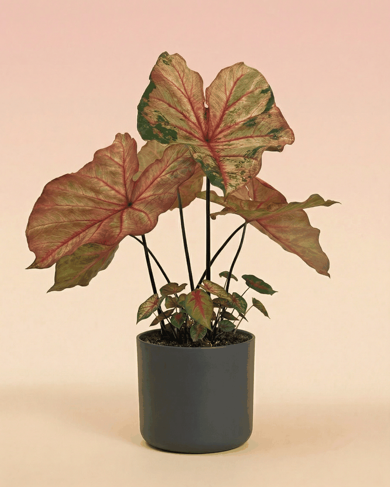 feey-caladium-autumn-beauty-gro-e-saisonale-zimmerpflanze image 7