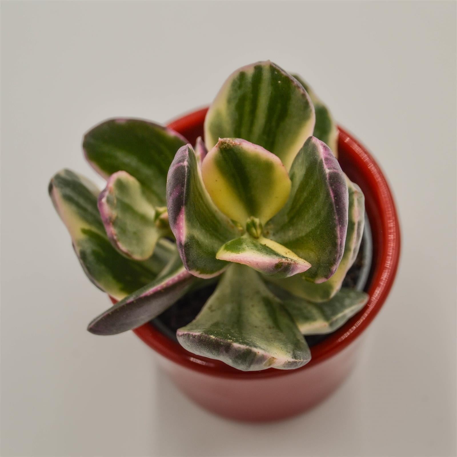 pasiora-crassula-ovata-f-variegata-sukkulente-6cm-topf image 2