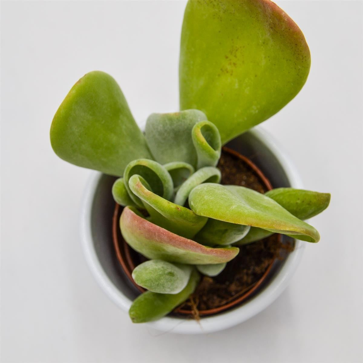 pasiora-kalanchoe-lady-finger-sukkulente-5-5cm-topf image 1