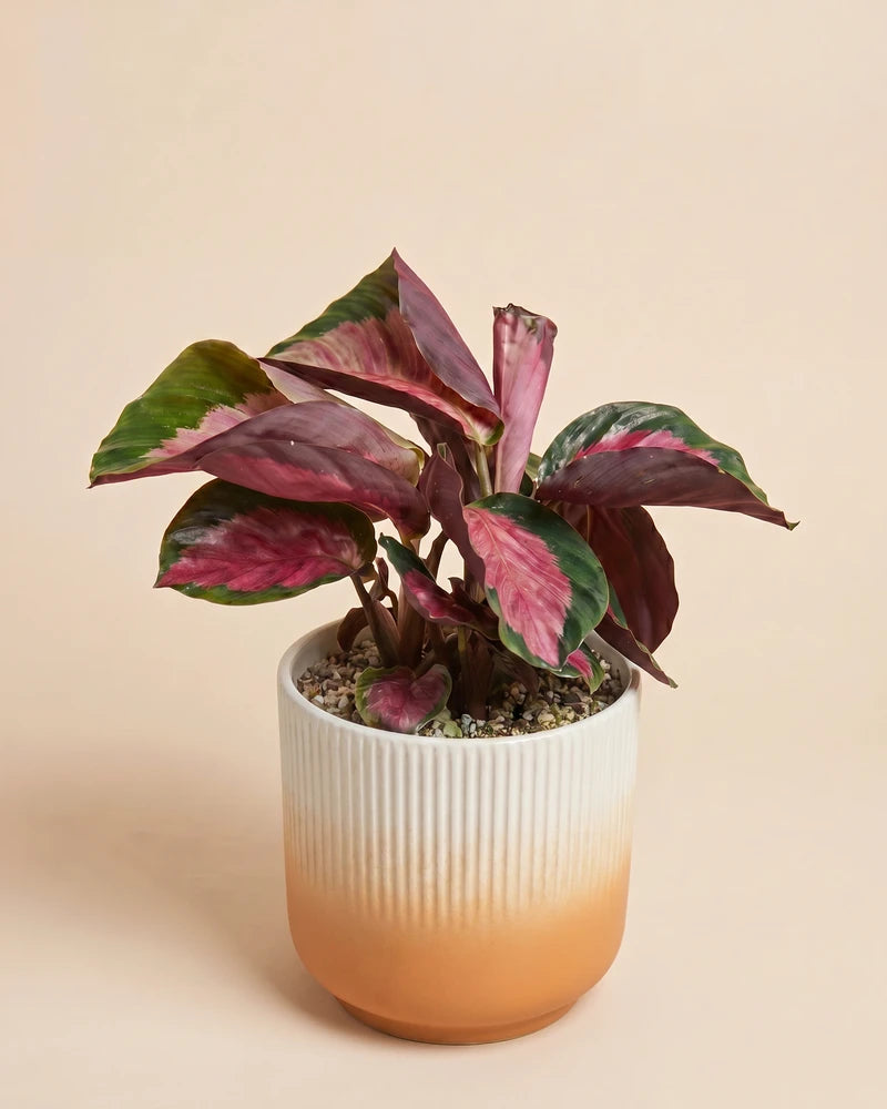 feey-calathea-rosy-korbmarante image 7