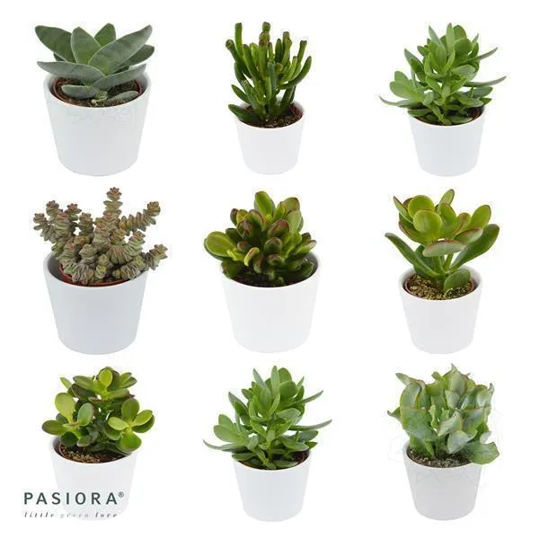 pasiora-ciao-crassula-sukkulenten-set-5-st-ck-mix image 1