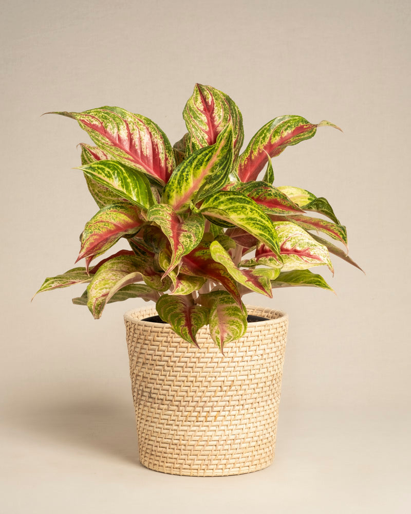 feey-aglaonema-siam-violet-zimmerpflanze image 5